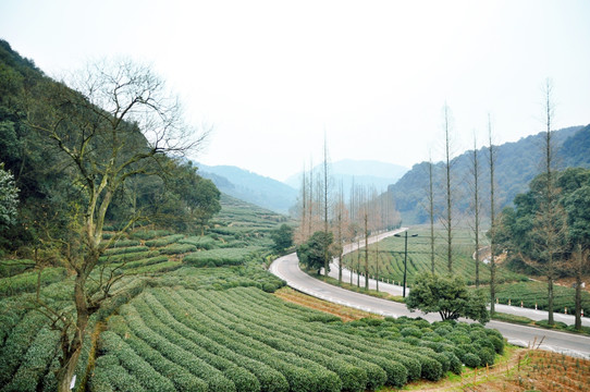茶园