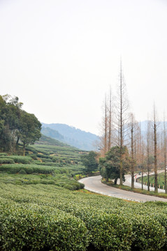 茶园