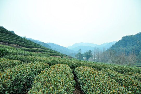 茶园