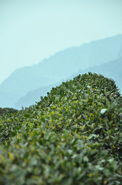茶园