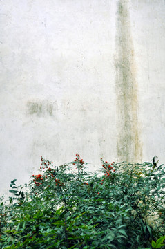 红豆