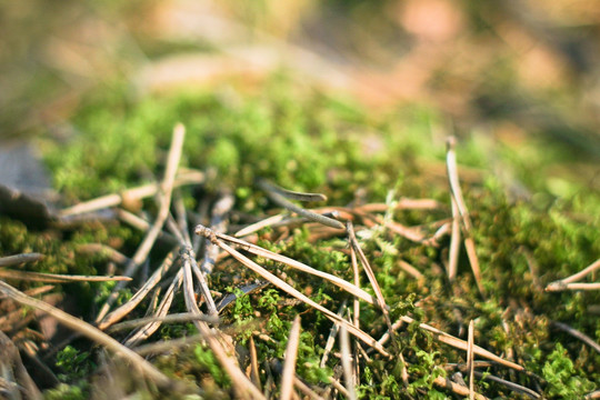 苔藓