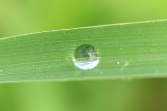 一滴露水