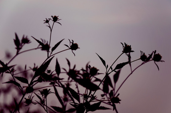 淡雅野菊花 剪影