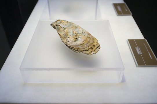 牡蛎壳化石