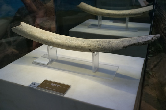 亚洲象牙化石