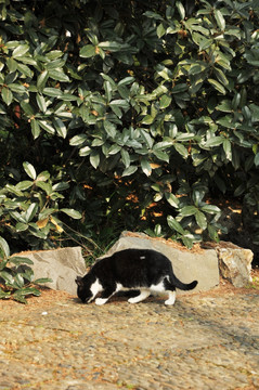 小猫