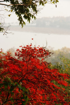 红叶 山中红叶 秋天的红叶