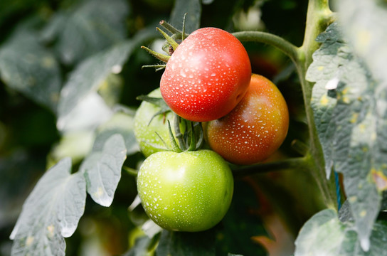 喷施了生态农药的番茄