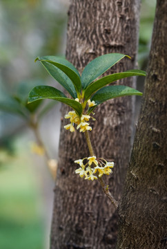 桂花树