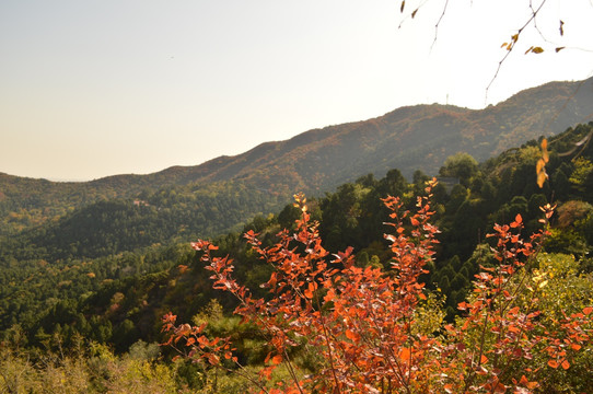 香山