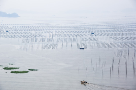 福建霞浦海带养殖