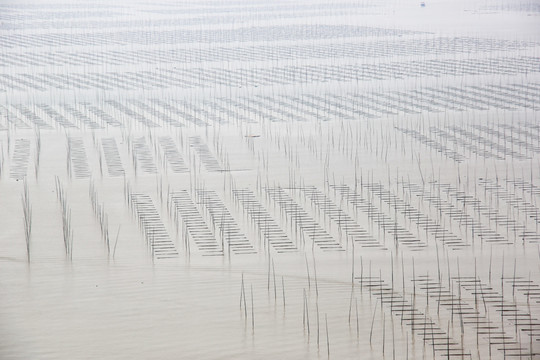 福建霞浦海带养殖