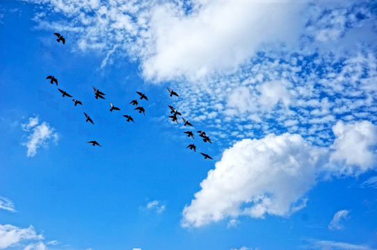 蓝天白云间的鸽子群