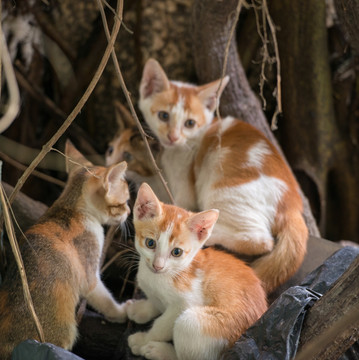 三只小猫