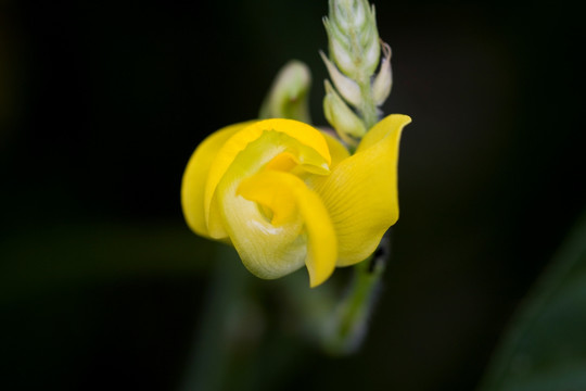 小花