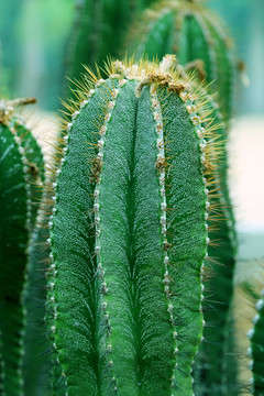 沙漠植物