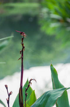 湿地公园的红蜻蜓