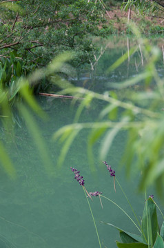 九龙湖湿地公园一角