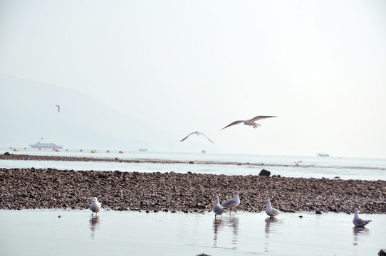海鸥