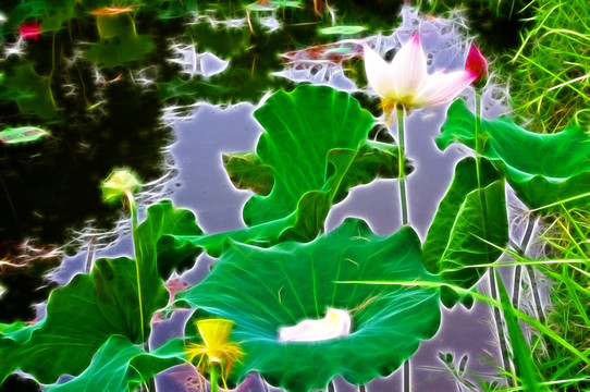 荷花