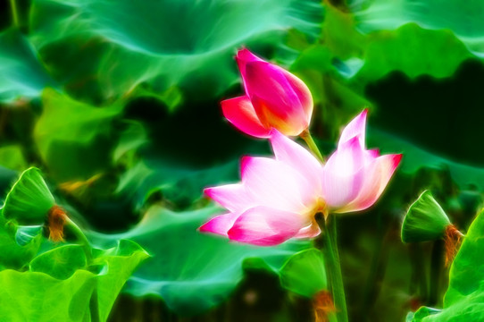 荷花
