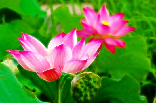 荷花