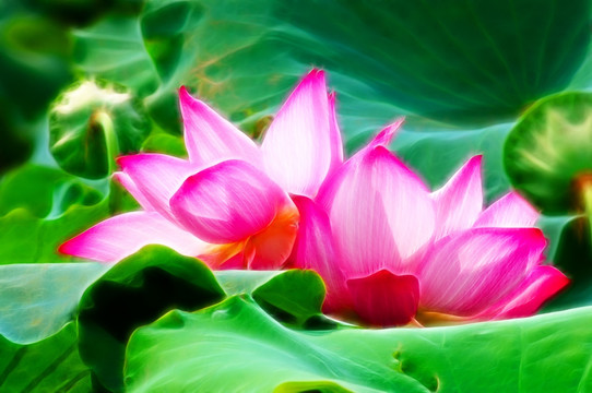 荷花