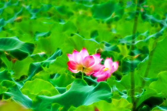 荷花
