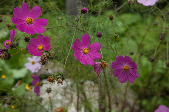 格桑花