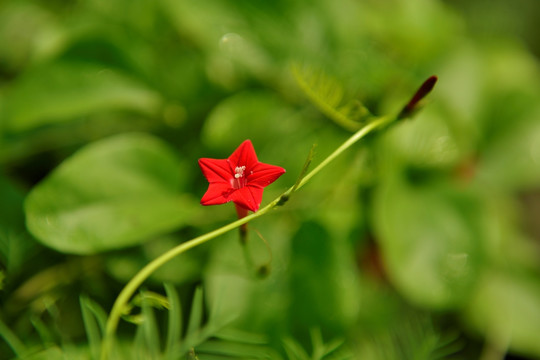 莺萝花 五角花