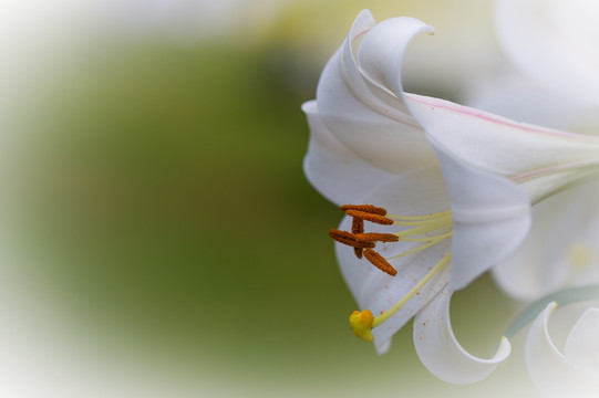 百合花