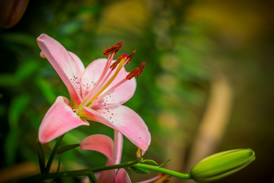 百合花