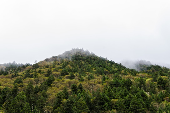 木格措风景区 原始森林