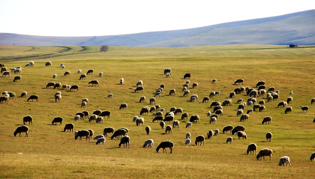春季草原上的羊群