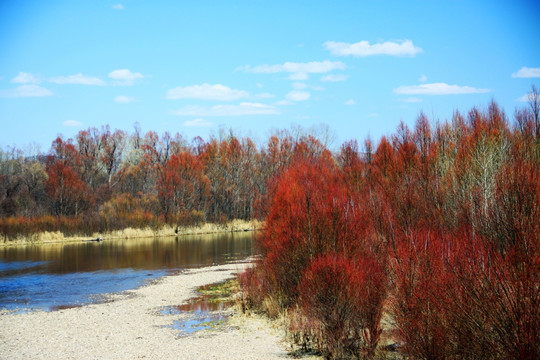 红柳 湿地 河流 春季