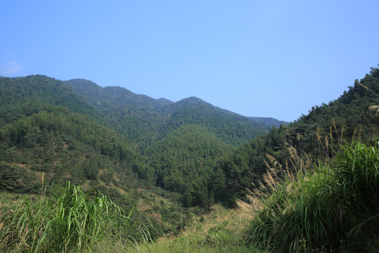 芦苇 蓝天 白云 大山 自然