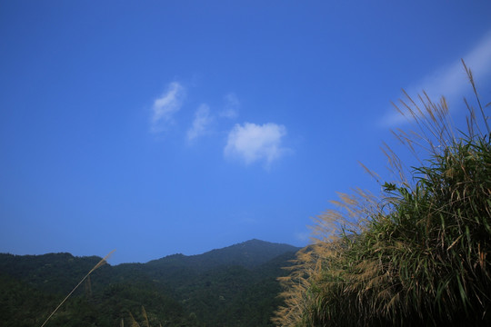 芦苇 蓝天 白云 大山 自然