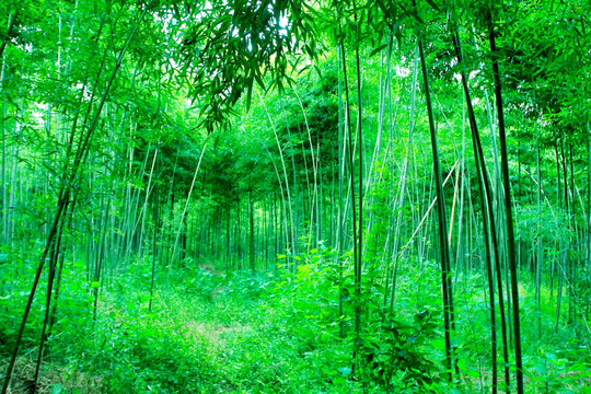 竹林