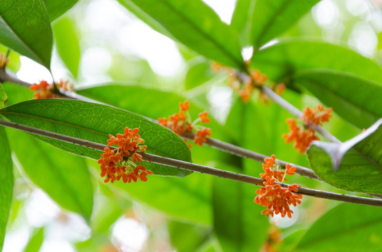 桂花