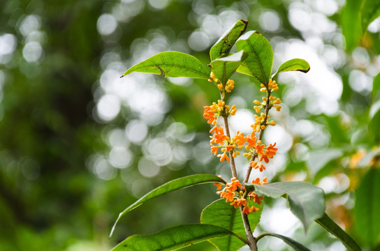 桂花