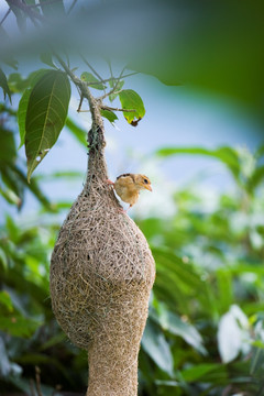 黄胸织布鸟 巢