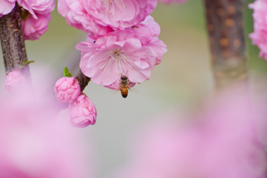 桃花