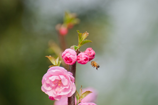 桃花