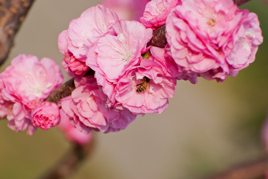桃花