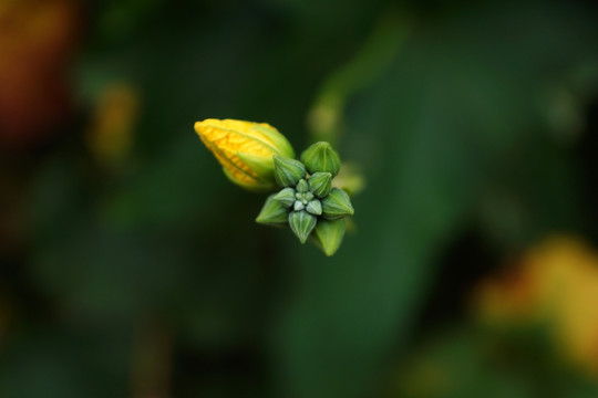 丝瓜花