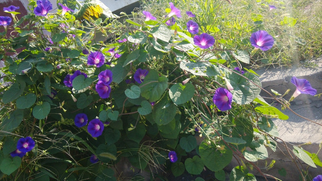 牵牛花