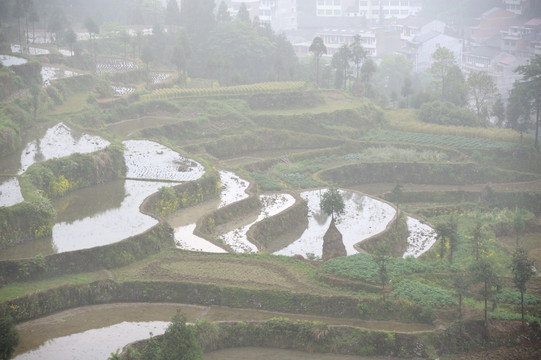 茗岙梯田 田园风光 水田 雨雾