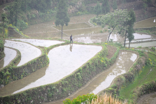 茗岙梯田 田园风光 水田 雨雾