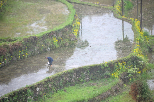 茗岙梯田 田园风光 水田 雨雾